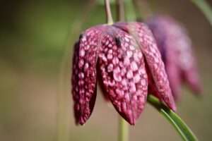 Eine Schachbrettblume